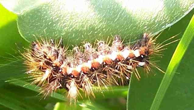 Bruco di  Acronicta rumicis ed emitteri